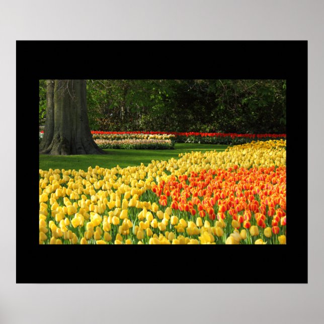 Garden Tulips Poster (Vorne)