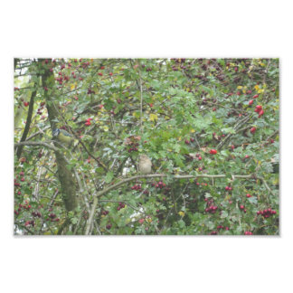 Garden Warbler and Blue Tit Fotodruck