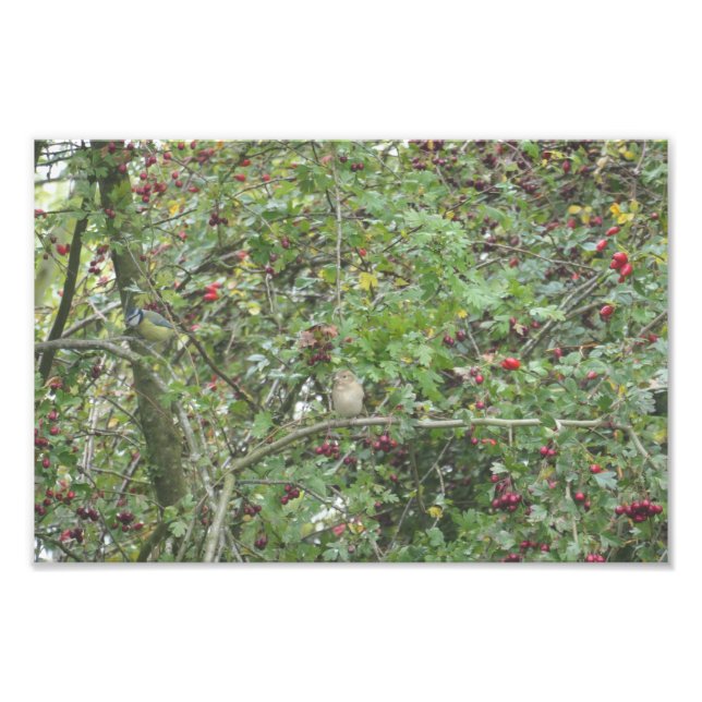 Garden Warbler and Blue Tit Fotodruck (Vorne)