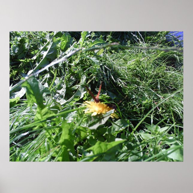 Garden Weeds Choden Garden Poster Print (Vorne)