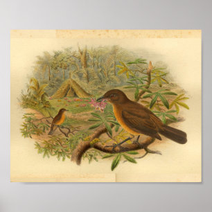Gardener Bower Bird Brown Vintag Print Poster