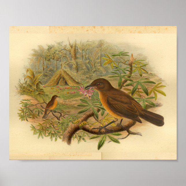 Gardener Bower Bird Brown Vintag Print Poster (Vorne)