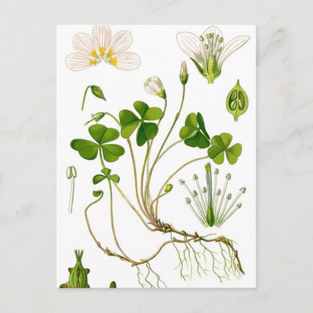 Gardener Postkarte (Vorderseite)