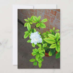 Gardenia Blume Blank Card