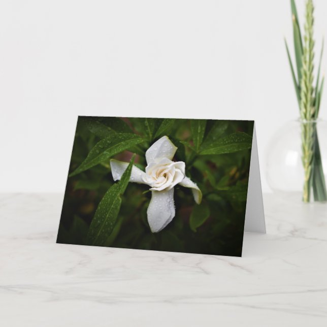 Gardenia, Karte (Vorderseite)