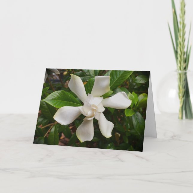Gardenia, Karte (Vorderseite)