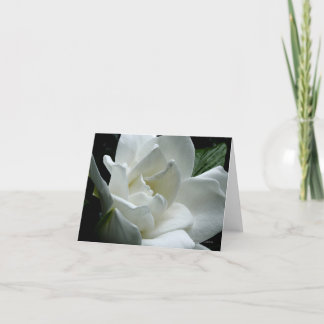 Gardenia Karte