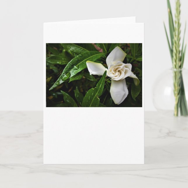 Gardenia, Karte (Vorderseite)