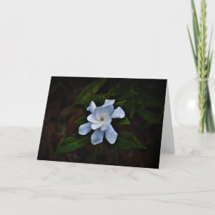 Gardenia, Karte