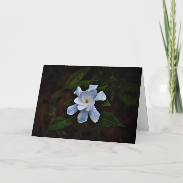 Gardenia, Karte (Vorderseite)