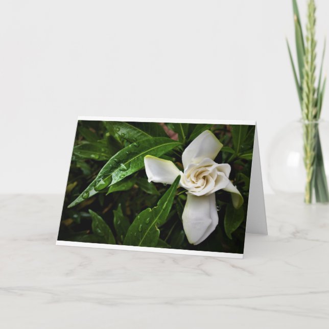 Gardenia, Karte (Vorderseite)