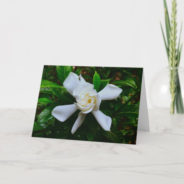 Gardenia, Karte (Vorderseite)