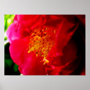 Gardenia Liebe Poster