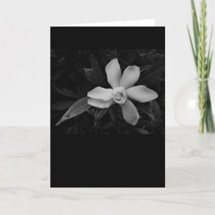 Gardenia - noir, card karte