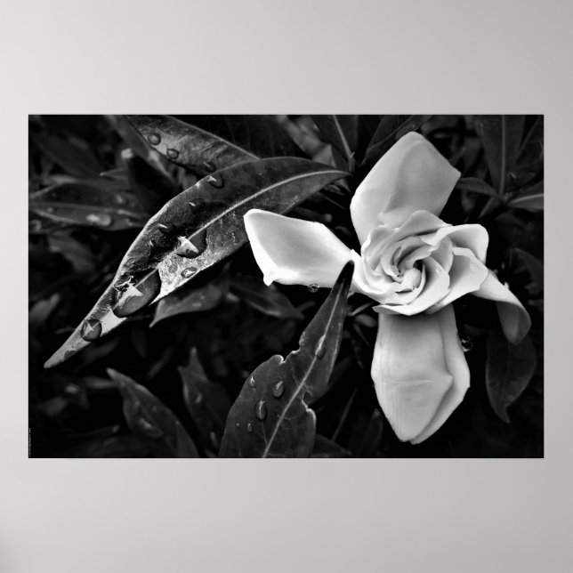 Gardenia - Noir, Poster (Vorne)