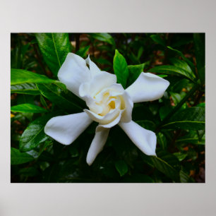 Gardenia, Poster