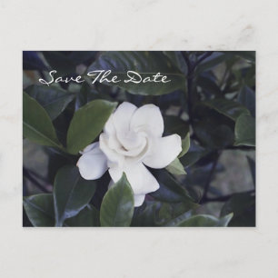 Gardenia Postkarte