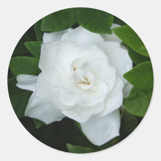 Gardenia Sticker (Vorderseite)