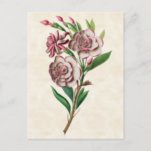 Gardenia Vintage Botanical Postkarte