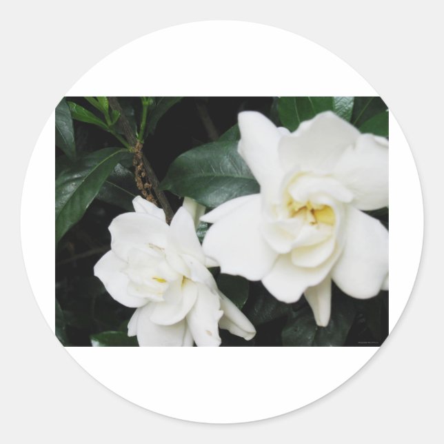 Gardenias Runder Aufkleber (Vorderseite)