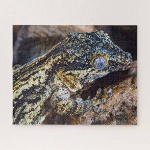 Gargoyle Gecko Pet Lizard Puzzle