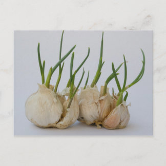 Garlics Postkarte