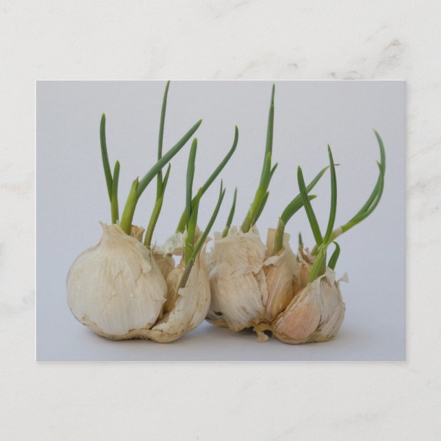 Garlics Postkarte (Vorderseite)
