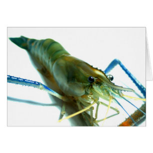 Garnele