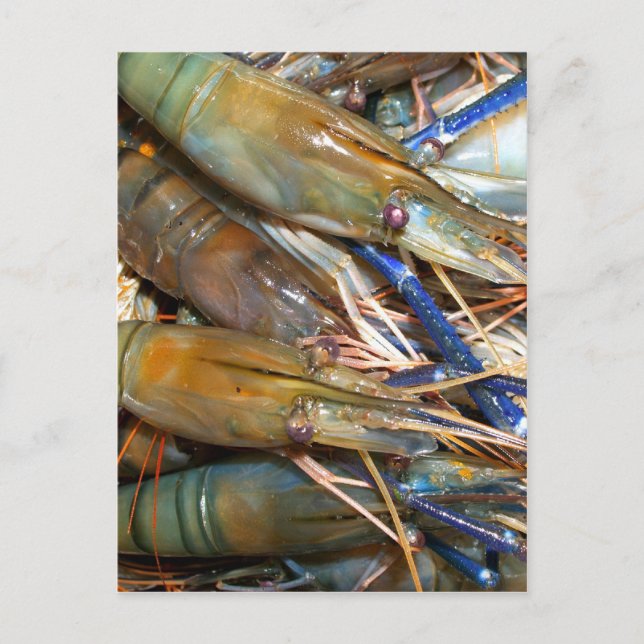 Garnele Postkarte (Vorderseite)