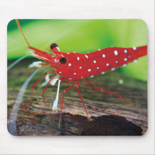 Garnelen Mousepad