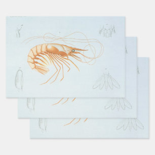 Garnelen oder Prawns, Vintage Meeresleben Ozean Ti Geschenkpapier Set