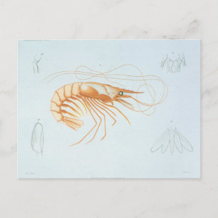 Garnelen, Vintage Meeresleben Ozean Tiere Postkarte