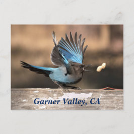 Garner Valley, CA Postcard Postkarte