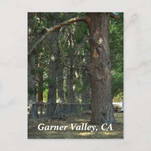 Garner Valley, CA Postcard Postkarte