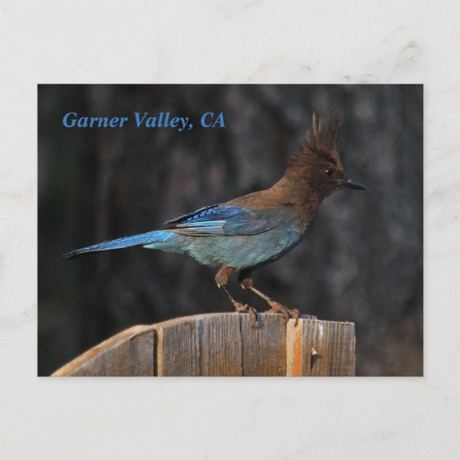 Garner Valley, CA Postkarte (Vorderseite)
