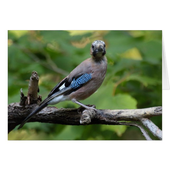 Garrulus glandarius - Eichelhäher (Vorderseite (Horizontal))