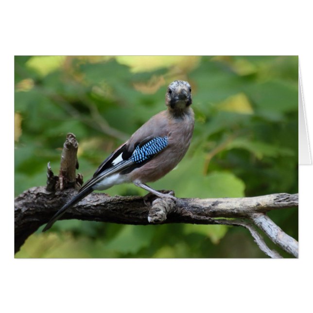Garrulus glandarius - Eichelhäher (Vorderseite (Horizontal))