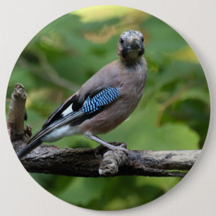 Garrulus glandarius - Eichelhäher Button