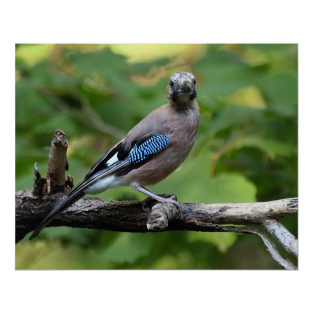 Garrulus glandarius - Eichelhäher Poster (Vorderseite)