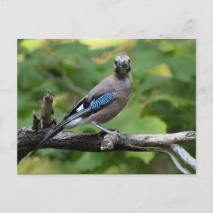 Garrulus glandarius - Eichelhäher Postkarte