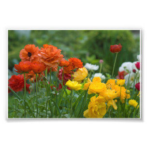 Garten-Blumen Fotodruck