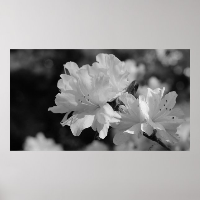 Garten der Blume Poster (Vorne)