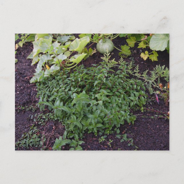 Garten der Münze Postkarte (Vorderseite)