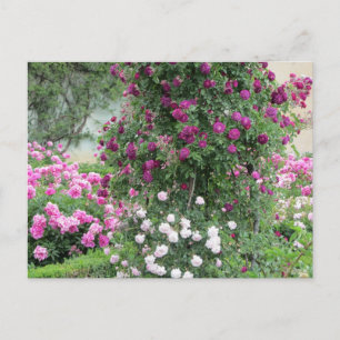 Garten der Rose Postkarte