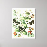 Garten der Schmetterlinge und Blume