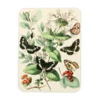 Garten der Schmetterlinge und Blume