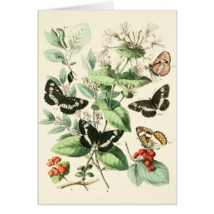 Garten der Schmetterlinge und der Blumen