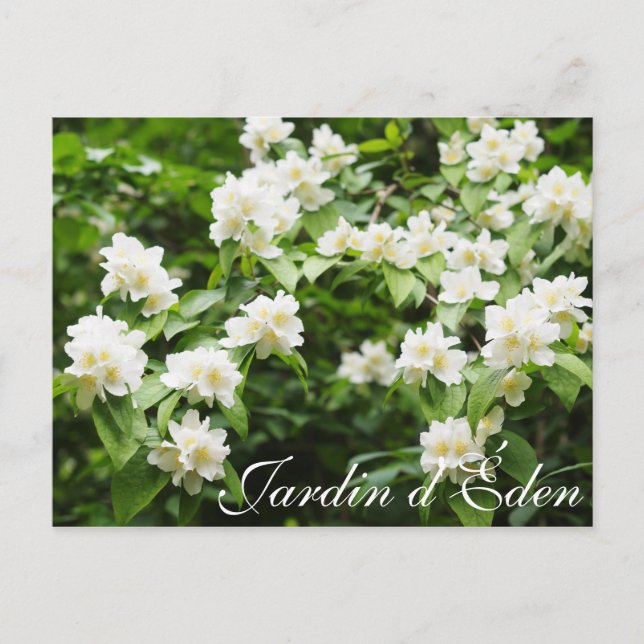 Garten Eden Postkarte (Vorderseite)