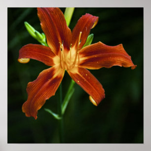Garten-Flammen-Druck Poster