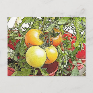 Garten Frische Heirloom Tomaten Postkarte